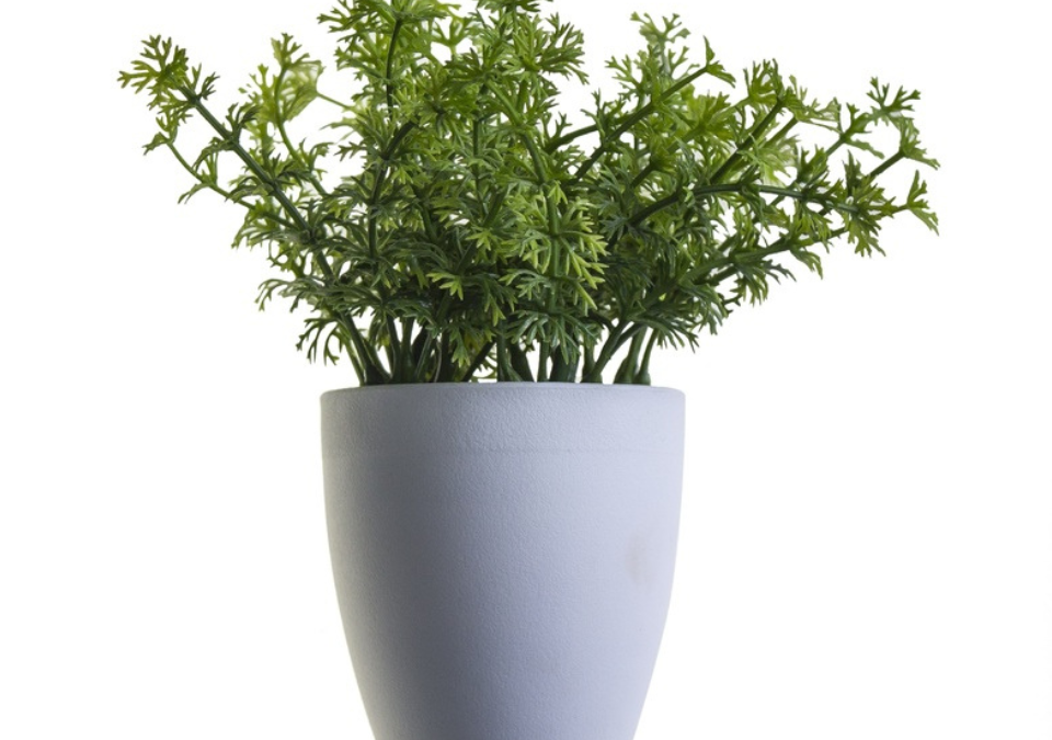 Herb Plant