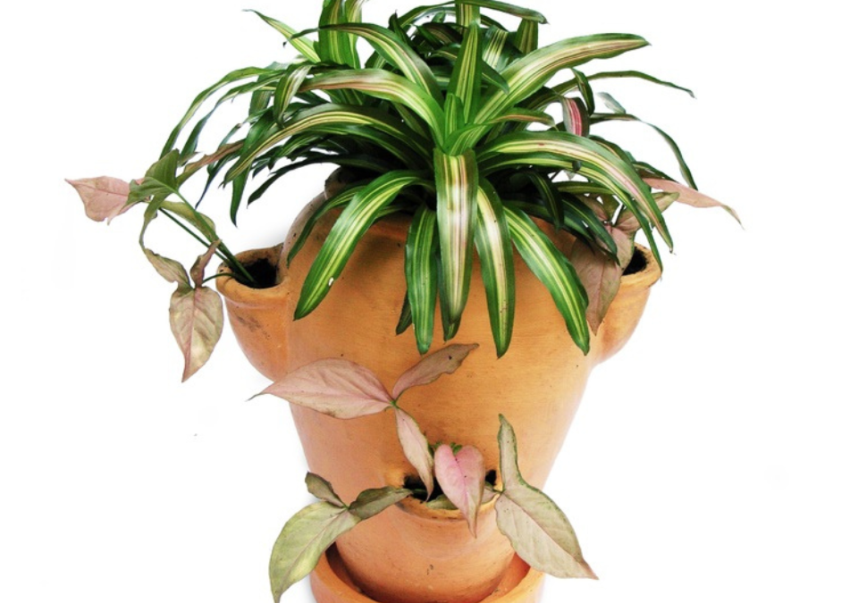 Dracaena Plant